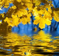 Фреска Осенние листья над водой