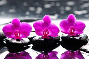 Фотообои орхидеи и камни