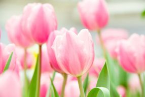 Фотообои розовые тюльпаны