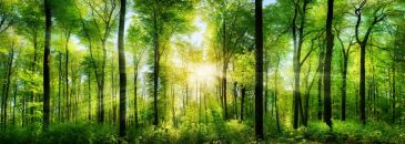Фреска Солнечный лес