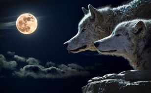 Фотообои Волки в полнолуние