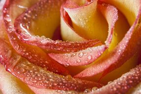Фотообои Капли росы на лепестках розы