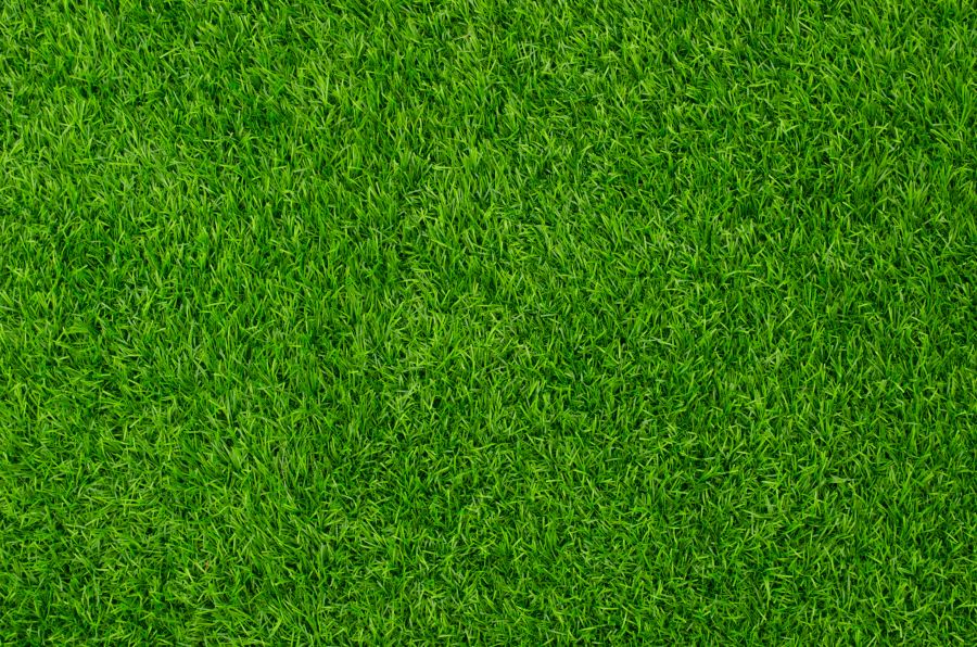 Фреска зеленый газон