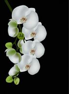 Фотообои Беззащитная ветка белой орхидеи