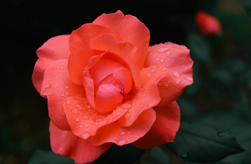 Картина на холсте Розовая роза с каплями росы, арт hd2259001